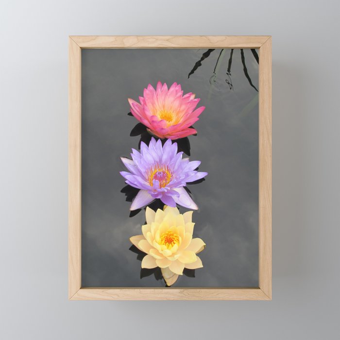 Three Lotuses Framed Mini Art Print