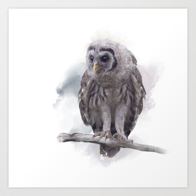 Young Barred Owl Perches On A Branch Watercolor Painting Art Print