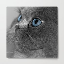 Grey Persian Cat With Blue Eyes Metal Print By Artisticallyhome