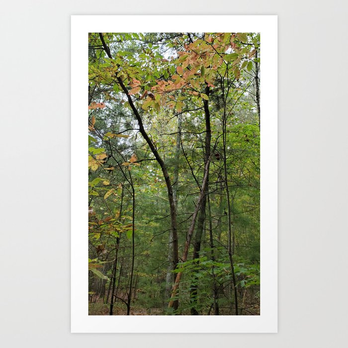 The woods Art Print