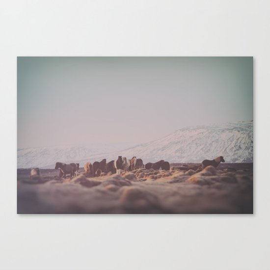 Icelandic Horses III Canvas Print