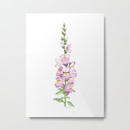 Snapdragon flowers Metal Print