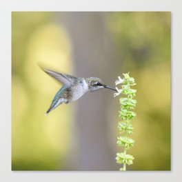 Hummingbird Lightness and Joy Canvas Print | Pollinator, Nature, Animal, Flying, Wings, Photo, Birds, Bird, Hummingbird 
