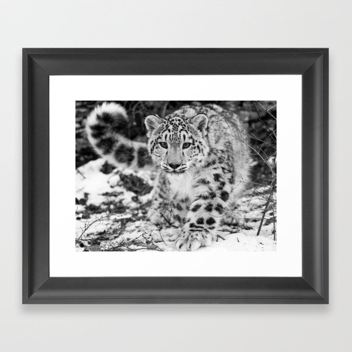 Snow Leopard Black and White Framed Art Print