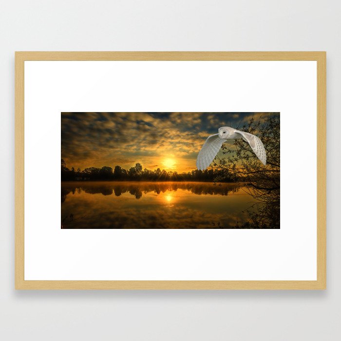 barn owl and sun rise Framed Art Print