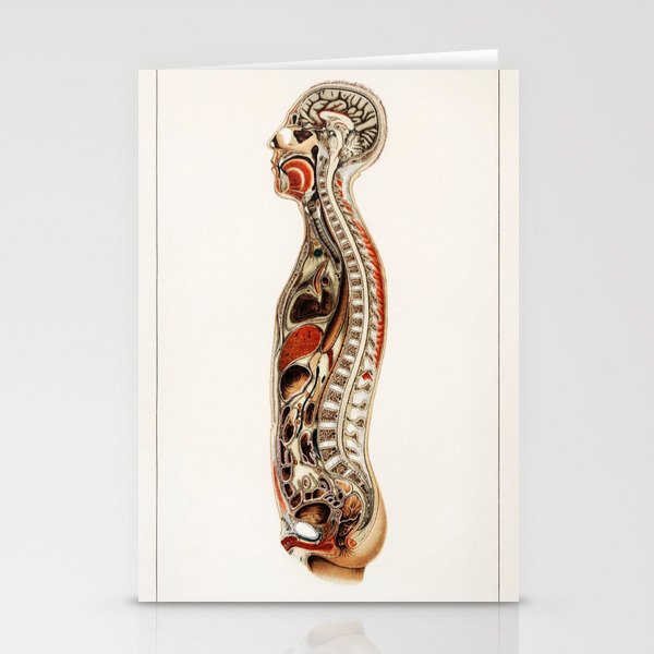Vintage Anatomical Poster Stationery Cards