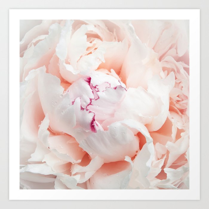 Peony Photography | Blush Pink Flower | Floral Art Print | Nature | Botany | Plant Art Print