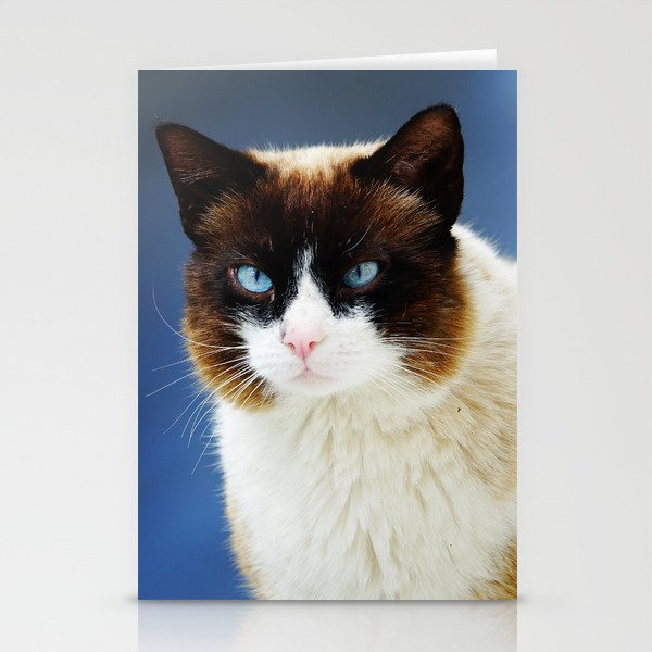 Cute Fluffy Cat with Blue Eyes | Kitty Potrait Photography Stationery Cards