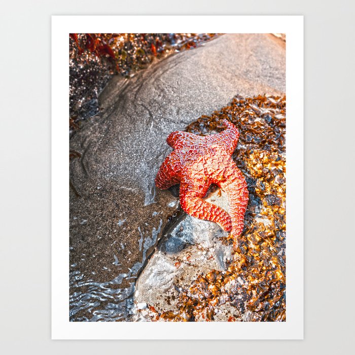 Sea Star | Oregon Coast | Nature Photography Art Print