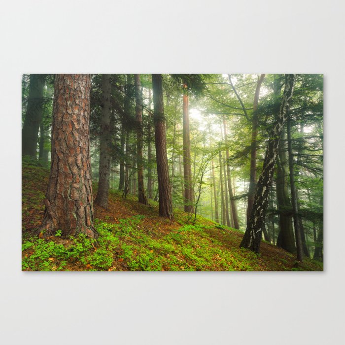 Foggy forest Canvas Print