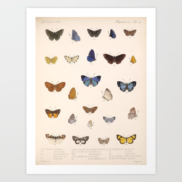 Vintage Hand Drawn Scientific Illustration Insects Butterfly Anatomy Colorful Wings Art Print