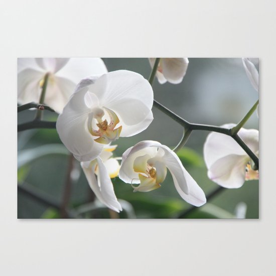 orchid Canvas Print