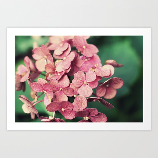 Hydrangea Art Print