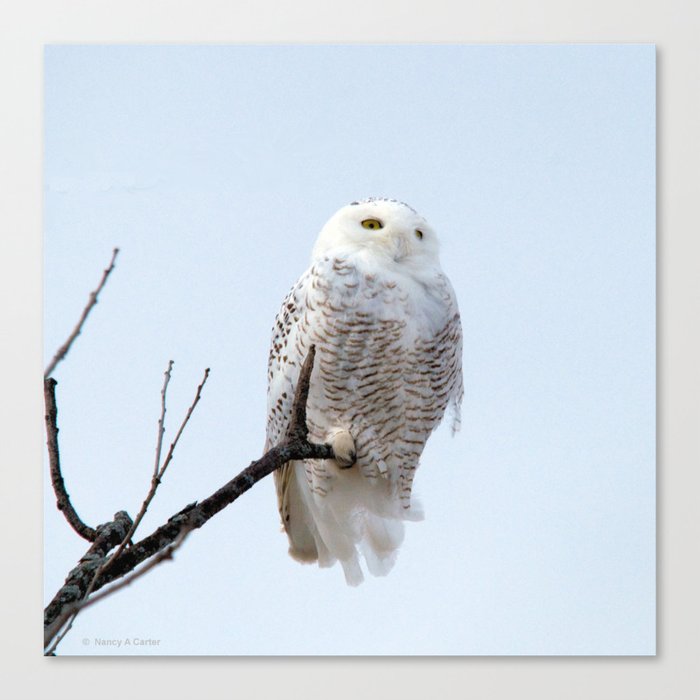 Lofty Vision: Snowy Owl Canvas Print