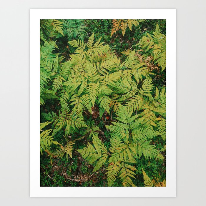 Field of Ferns  Art Print