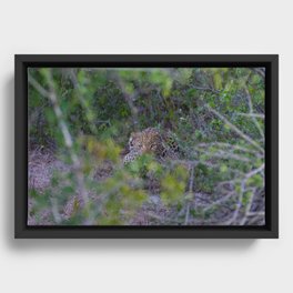 Leopard Staring Contest Framed Canvas