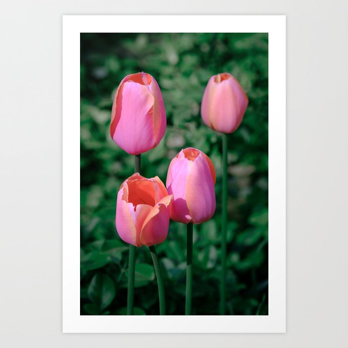 Tall Pink Tulips Photograph Art Print