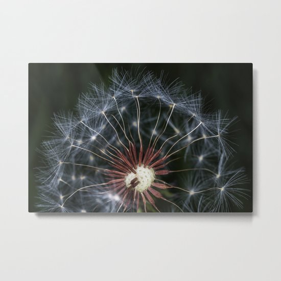 Dandelion seeds Metal Print