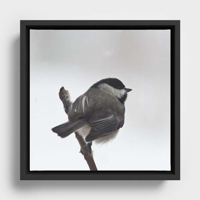 The Bravest Little Chickadee Framed Canvas