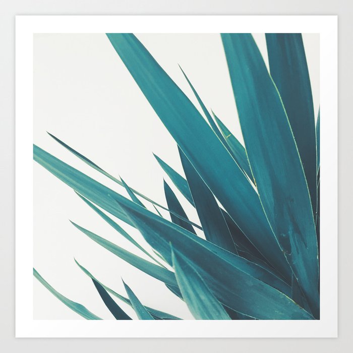 Yucca Leaves II Art Print