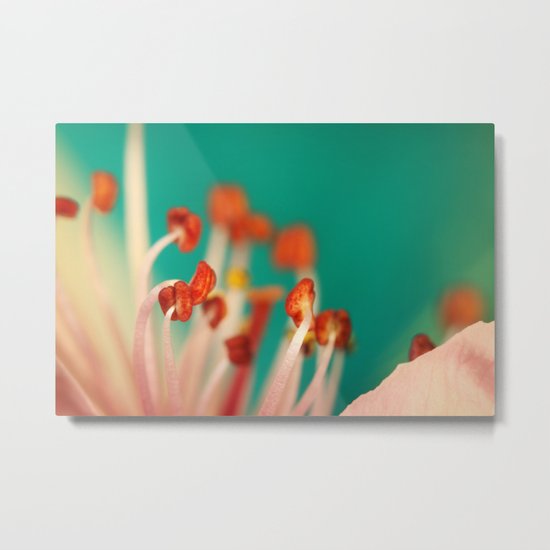 First Blossom Metal Print
