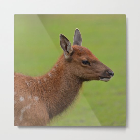 Baby Elk Metal Print
