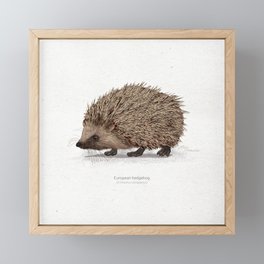 European hedgehog scientific illustration art print Framed Mini Art Print