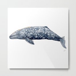 Grey whale Metal Print | Illustration, Canada, Painting, Whaleart, Pacific, Greywhale, Whale, Whaledesign, Whales, Realisticwhale 
