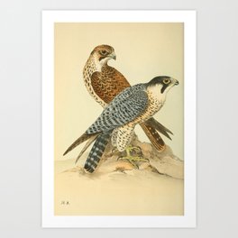 Peregrine Falcon by Henry Leonard Meyer, 1853 (benefitting The Nature Conservancy) Art Print