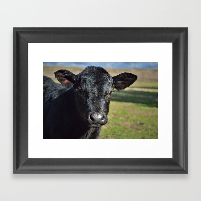 angus calf Framed Art Print