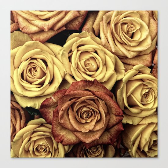 Roses jaunes Canvas Print
