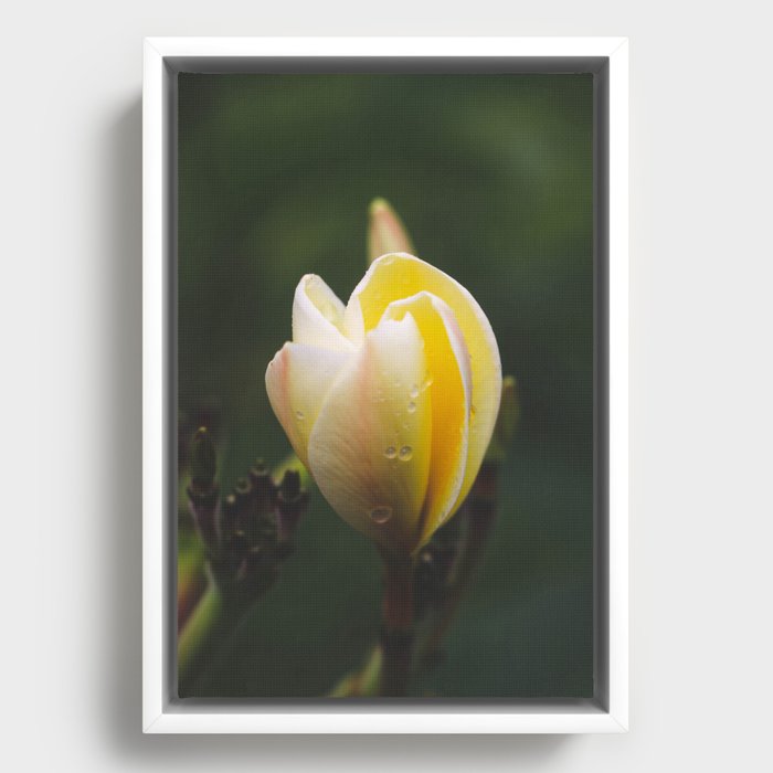Yellow & White Plumeria bloom Framed Canvas