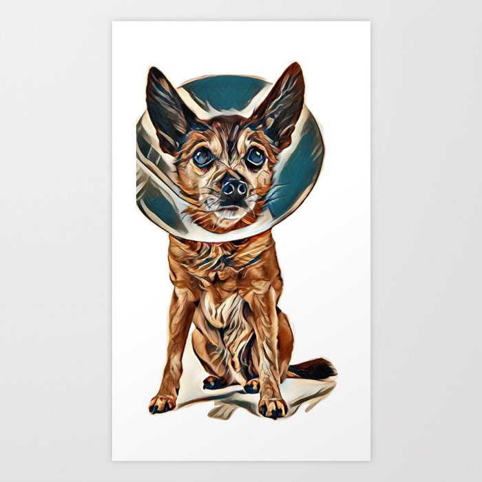 a chihuahua wearing a cone of shame from a vet Image Art Print