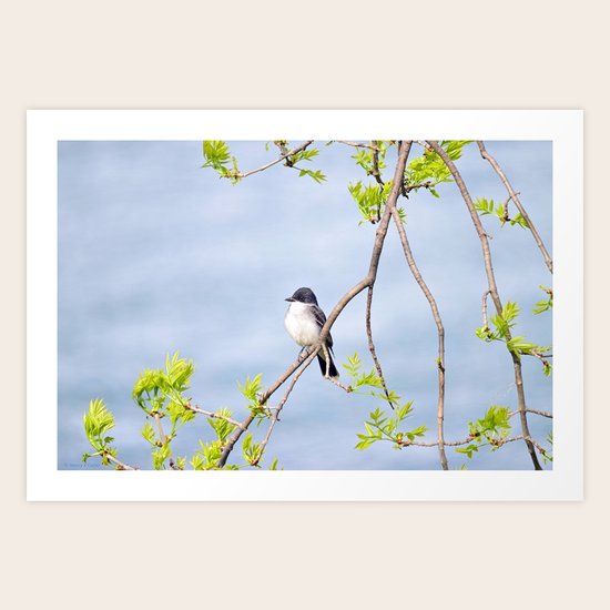 Spring King Art Print