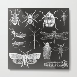 Insect Entomology design Metal Print | Digital, Bugs, Linedrawing, Pattern, Graphicdesign, Illustration, Moth, Oil, Acrylic, Stencil 