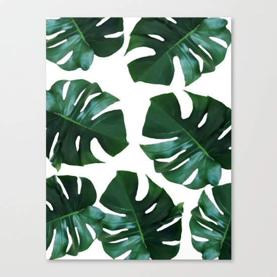 Monstera exotica Canvas Print