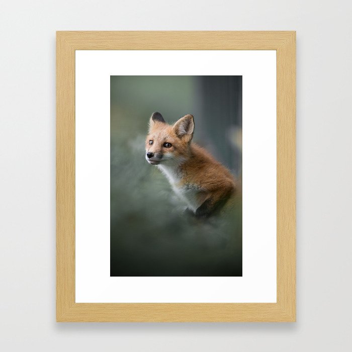 Fox emerging Framed Art Print