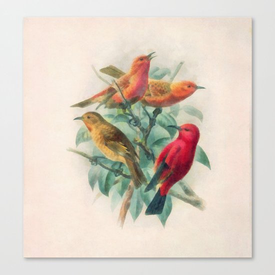 Songbirds Canvas Print