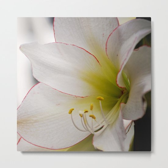 White Amaryllis Metal Print