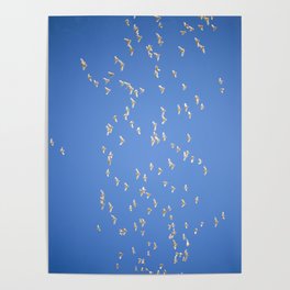 Flock of corella birds. Poster