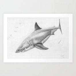 Great White Shark 003 Art Print
