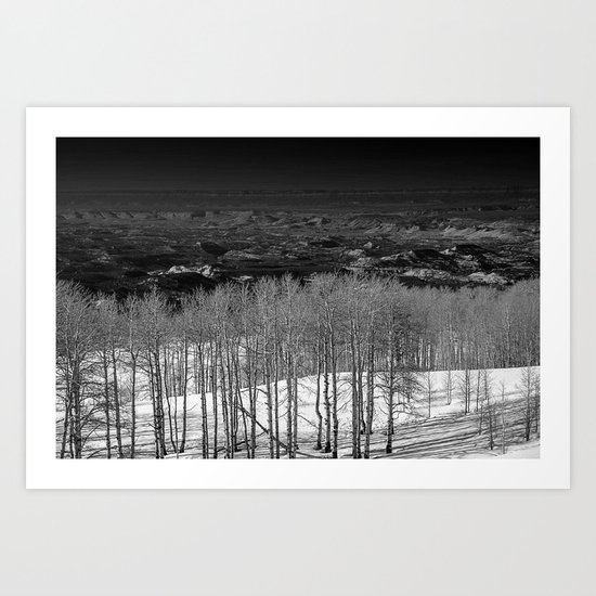 Birch Tree Stand in Utah Art Print