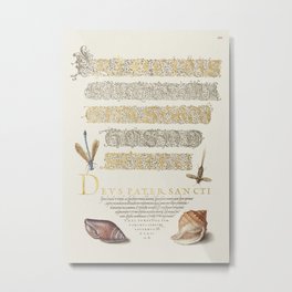 Damselfly, Insect, and Marine Mollusks from The Model Book of Calligraphy (Bocksay & Hoefnagel) Metal Print