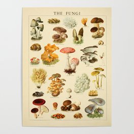 Mushrooms Vintage Illustration Poster