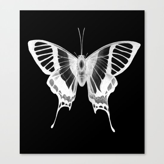 Butterfly's Ghost Canvas Print