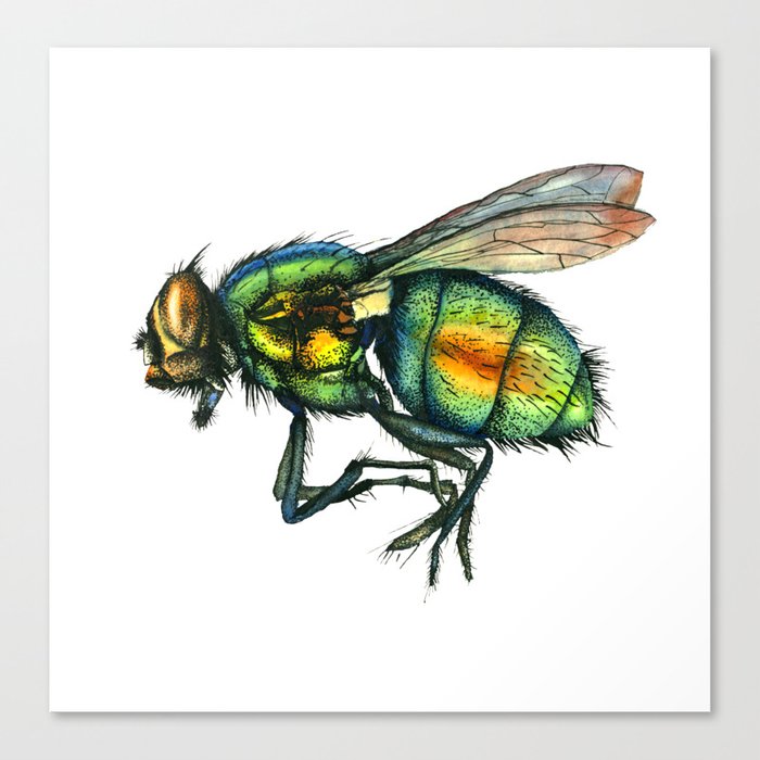 fly Canvas Print