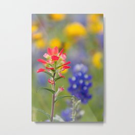 Texas Wildflowers - Indian Paintbrush, Bluebonnet Metal Print