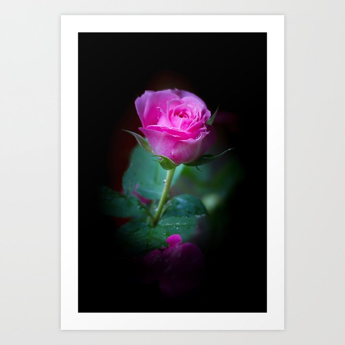Wet Pink Rose Art Print