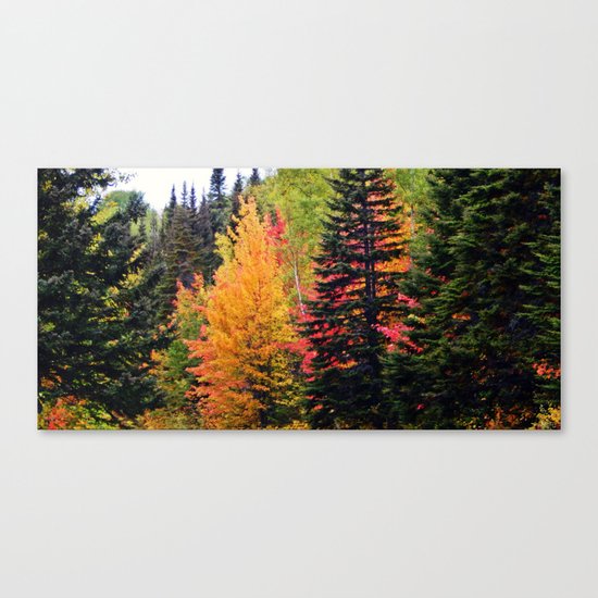 Deep in the Forest (Fall Colors) Canvas Print