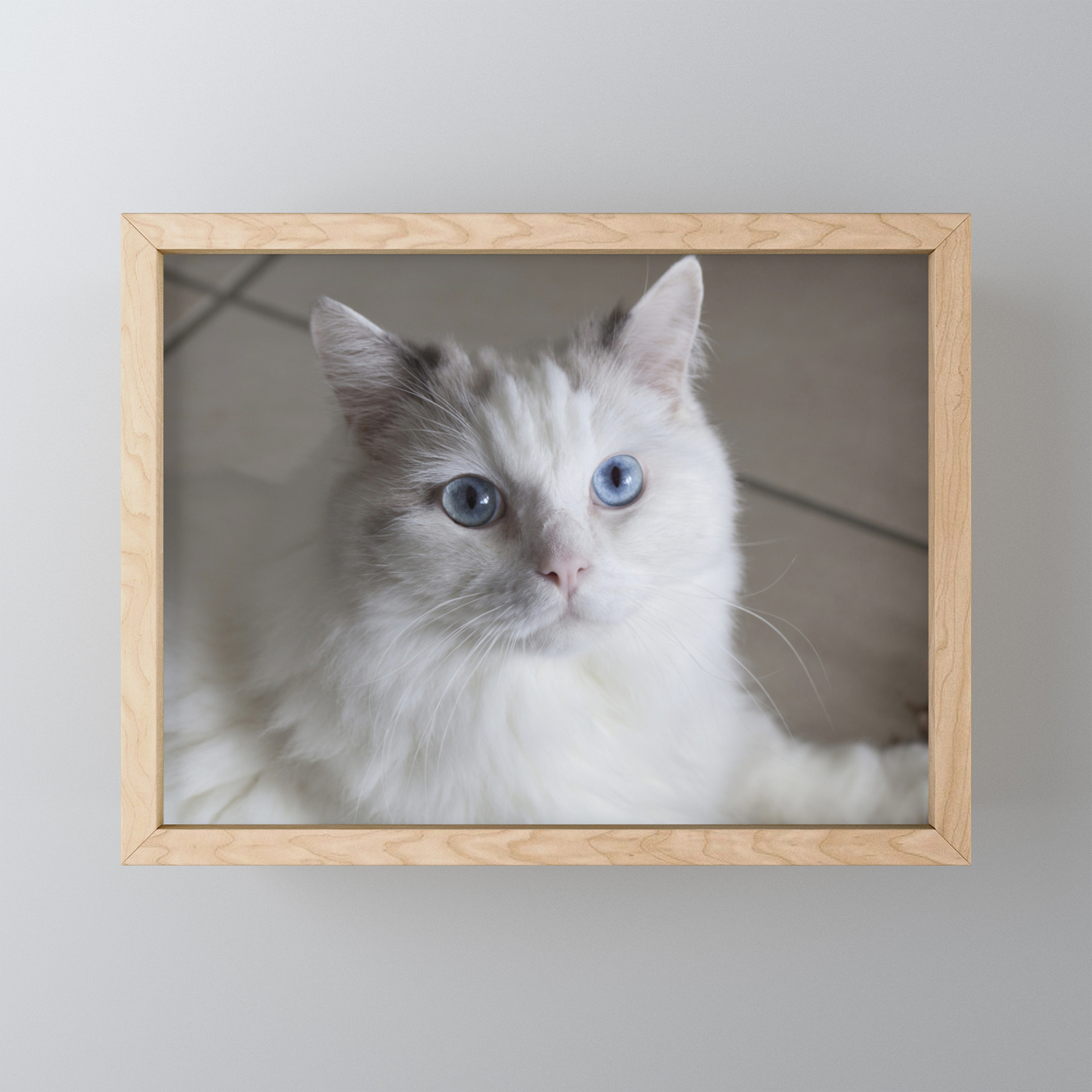 mini ragdoll
